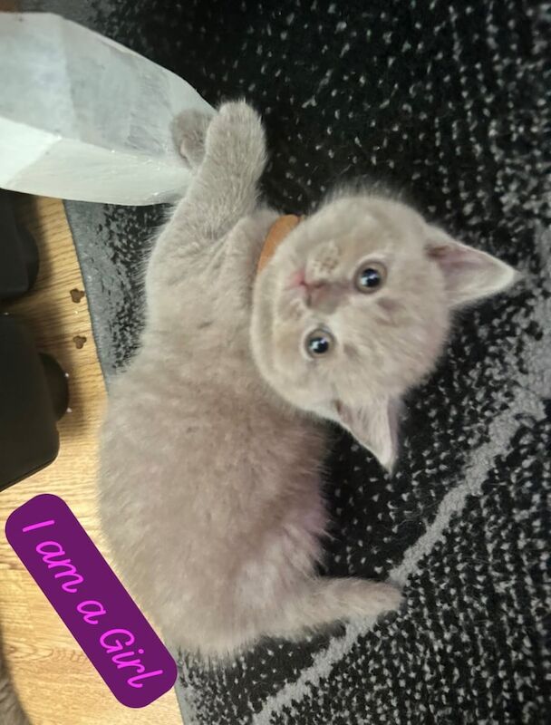 British Shorthair kittens for sale in Neasden, Greater London – 6 weeks old