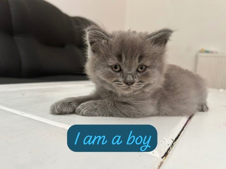 British Shorthair kittens for sale in Neasden, Greater London – 6 weeks old - Image 2 of 3