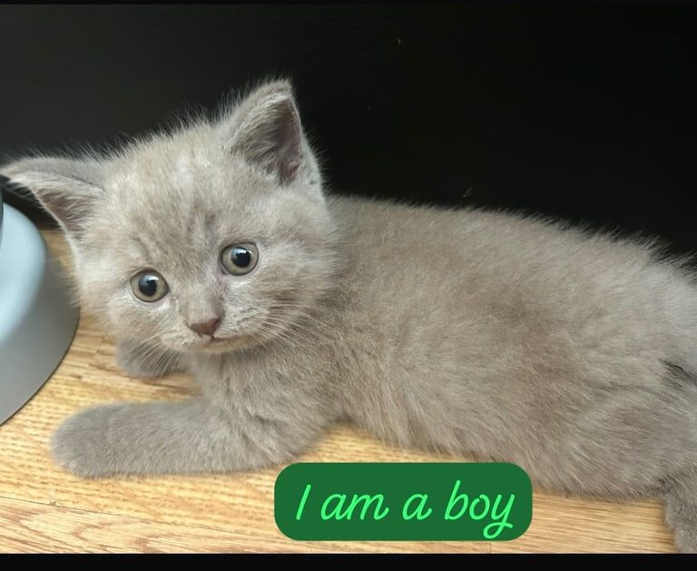 British Shorthair kittens for sale in Neasden, Greater London – 6 weeks old - Image 3 of 3