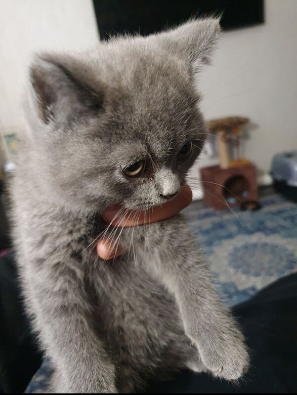 British Shorthair kittens for sale in Castle Bromwich, West Midlands โ 3 months old
