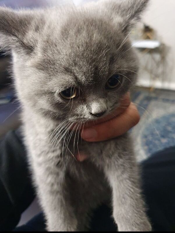 British Shorthair kittens for sale in Castle Bromwich, West Midlands – 3 months old - Image 2 of 2
