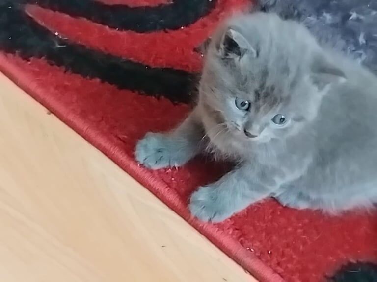 British Shorthair kittens for sale in Bradford, West Yorkshire – 8 weeks old