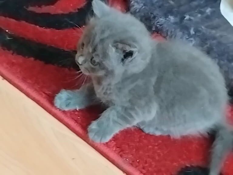 British Shorthair kittens for sale in Bradford, West Yorkshire – 8 weeks old - Image 2 of 3