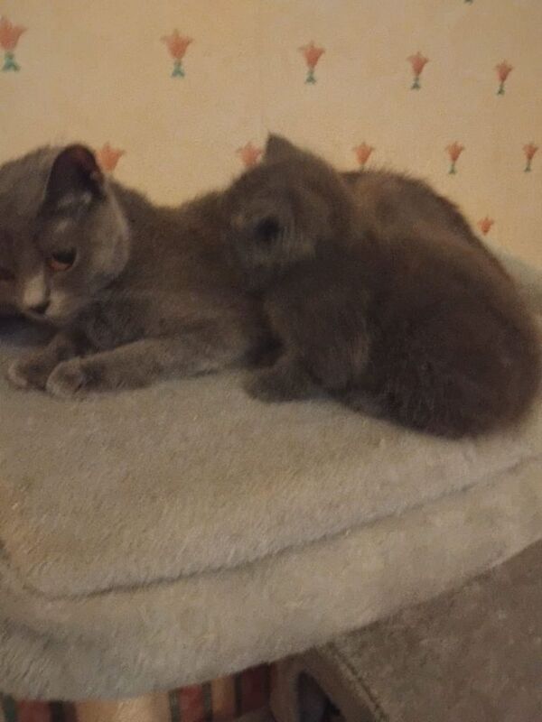 British Shorthair kittens for sale in Bradford, West Yorkshire – 8 weeks old - Image 3 of 3