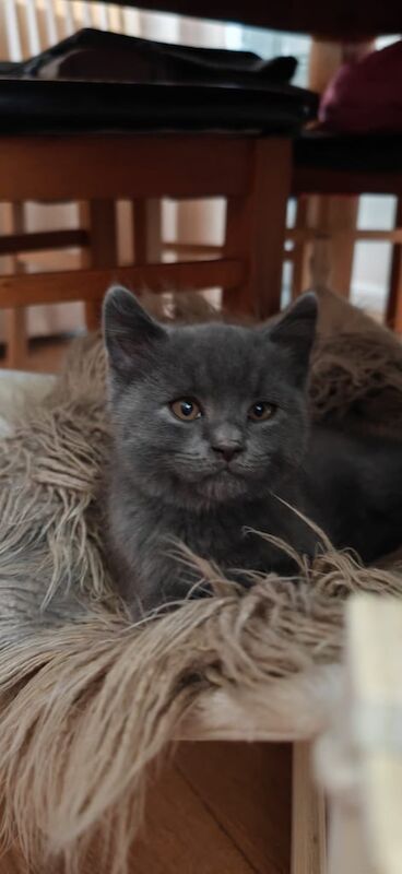 British Shorthair kittens for sale in Coventry, West Midlands – 11 weeks old - Image 3 of 3