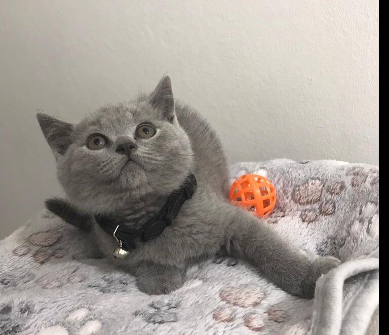 British Shorthair kittens for sale in Handsworth, West Midlands – 9 weeks old