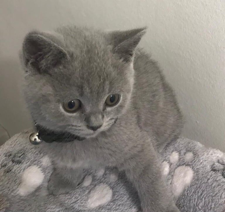British Shorthair kittens for sale in Handsworth, West Midlands – 9 weeks old - Image 2 of 3
