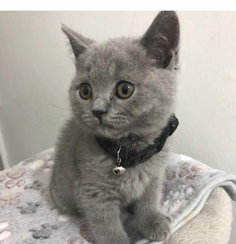 British Shorthair kittens for sale in Handsworth, West Midlands – 9 weeks old - Image 3 of 3
