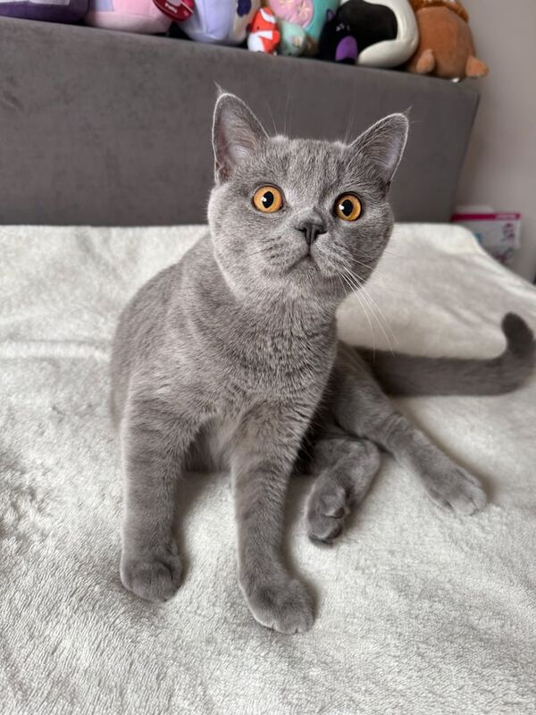 British Shorthair kittens for sale in Loughton, Essex – 7 months old