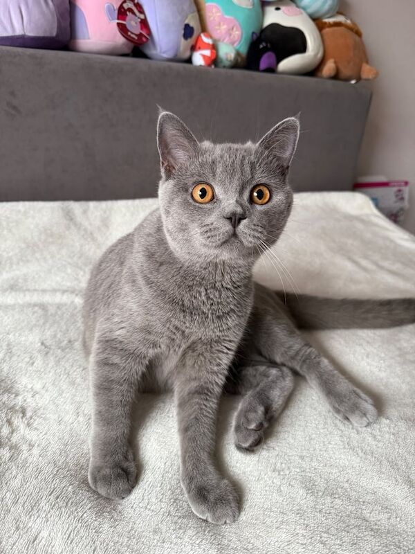 British Shorthair kittens for sale in Loughton, Essex – 7 months old - Image 2 of 6