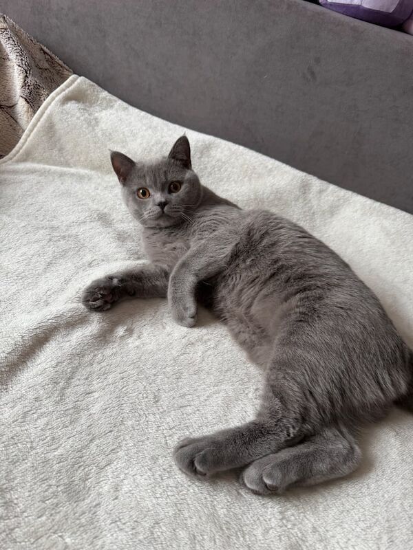 British Shorthair kittens for sale in Loughton, Essex – 7 months old - Image 3 of 6