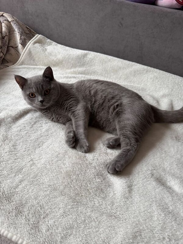 British Shorthair kittens for sale in Loughton, Essex – 7 months old - Image 4 of 6