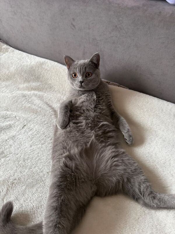 British Shorthair kittens for sale in Loughton, Essex – 7 months old - Image 5 of 6