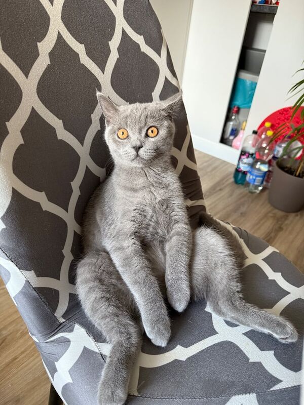 British Shorthair kittens for sale in Loughton, Essex – 7 months old - Image 6 of 6