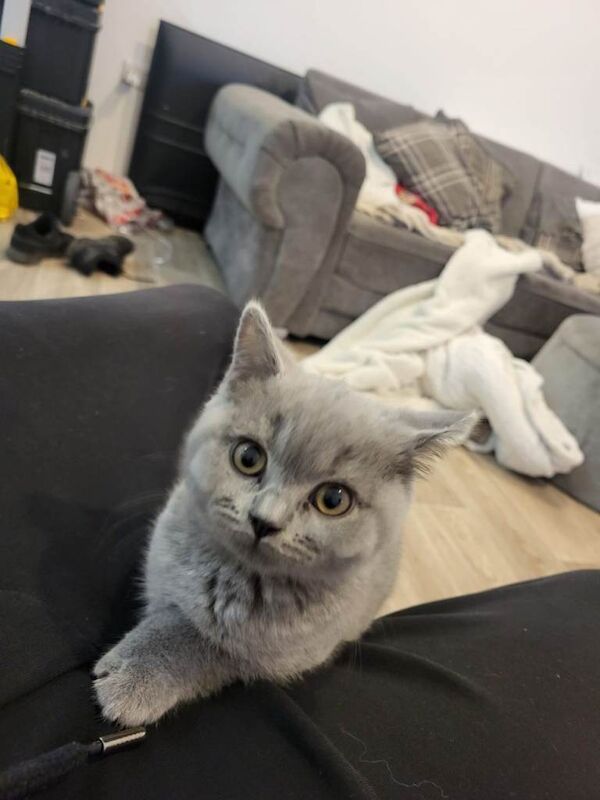 British Shorthair kittens for sale in Eastleigh, Hampshire – 12 weeks old