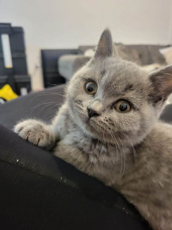 British Shorthair kittens for sale in Eastleigh, Hampshire – 10 weeks old - Image 2 of 4