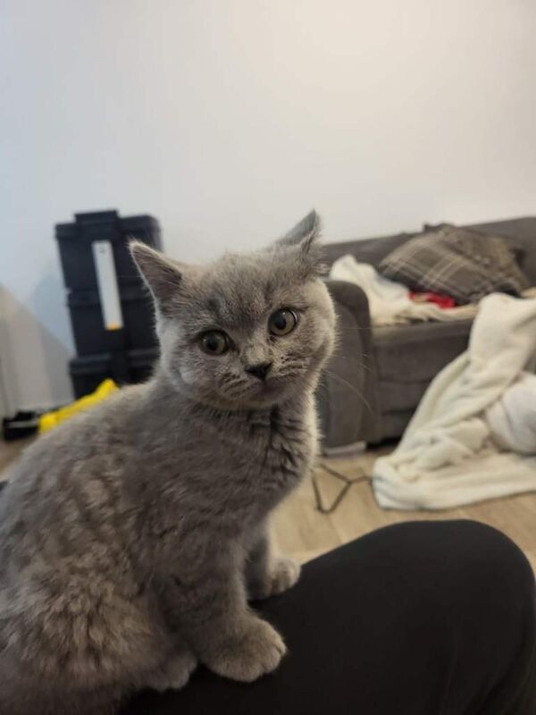 British Shorthair kittens for sale in Eastleigh, Hampshire – 10 weeks old - Image 3 of 4