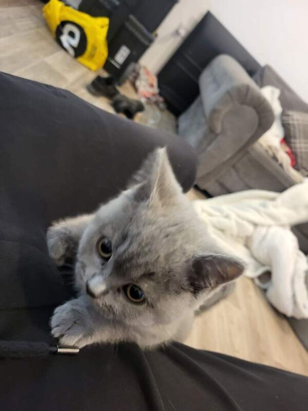 British Shorthair kittens for sale in Eastleigh, Hampshire – 10 weeks old - Image 4 of 4