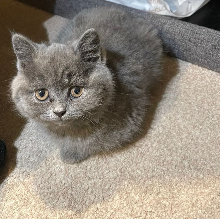 British Shorthair kittens for sale in Bradford, West Yorkshire – 9 weeks old
