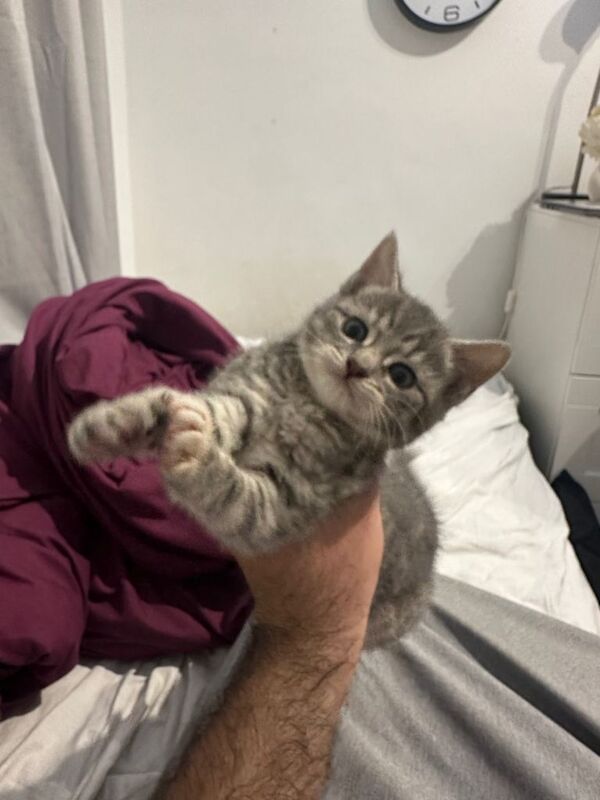 British Shorthair Kittens For Sale