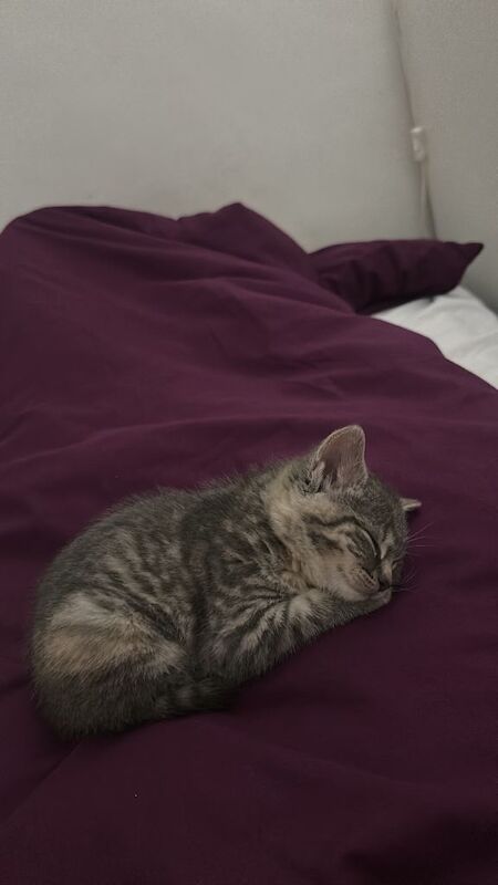 British shorthair kitten - Image 2 of 4