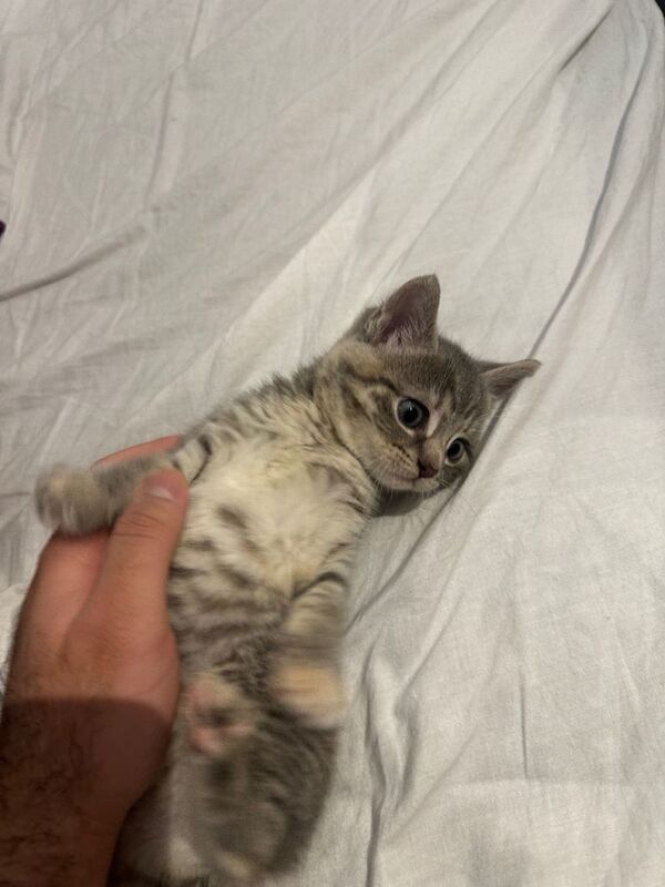 British shorthair kitten - Image 3 of 4