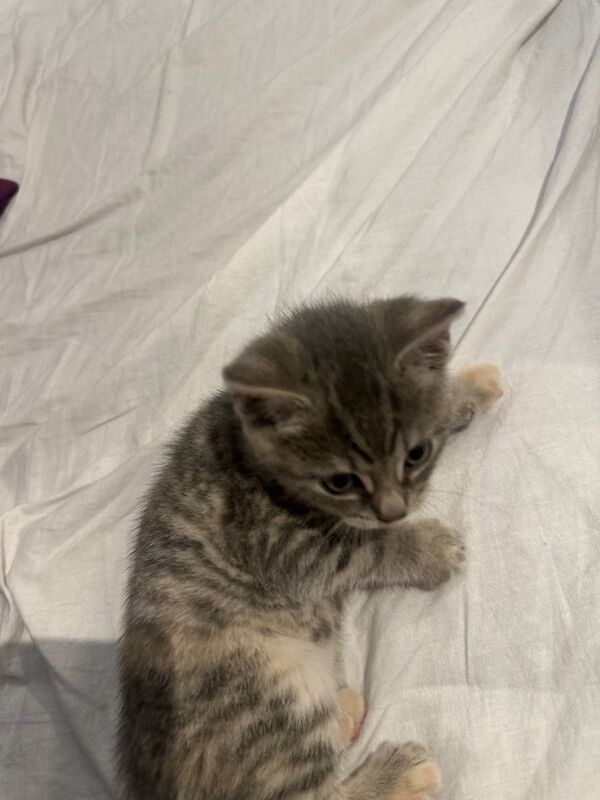 British shorthair kitten - Image 4 of 4