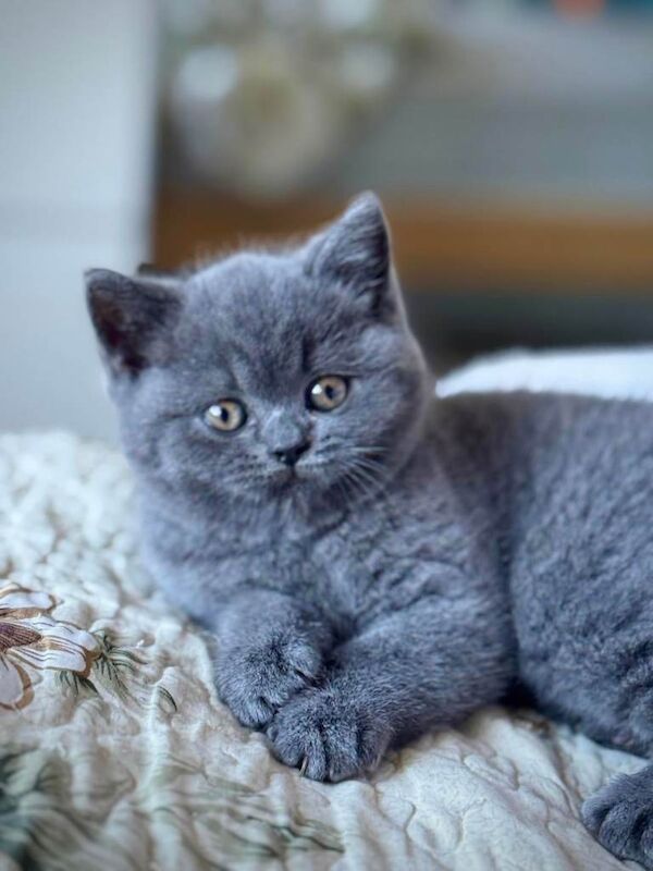 British Shorthair kittens for sale in Loughton, Essex – 11 weeks old