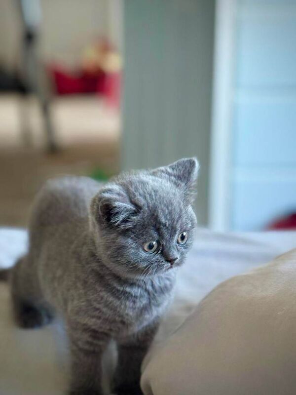 British Shorthair Kitten - Image 2 of 3