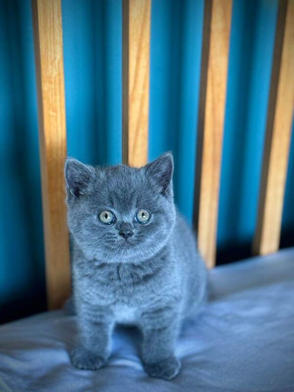 British Shorthair Kitten - Image 3 of 3