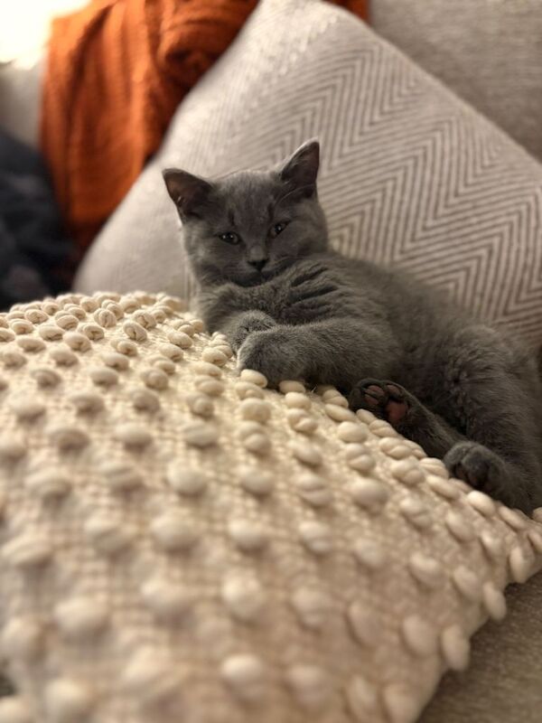 British Shorthair Kitten - Image 3 of 3