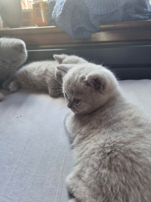 British shorthair kitten - Image 2 of 5