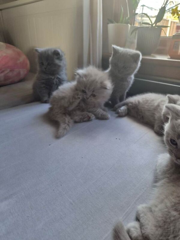 British shorthair kitten - Image 3 of 5