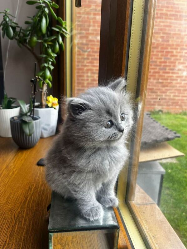 British shorthair kitten - Image 4 of 5
