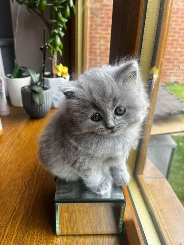 British shorthair kitten - Image 5 of 5
