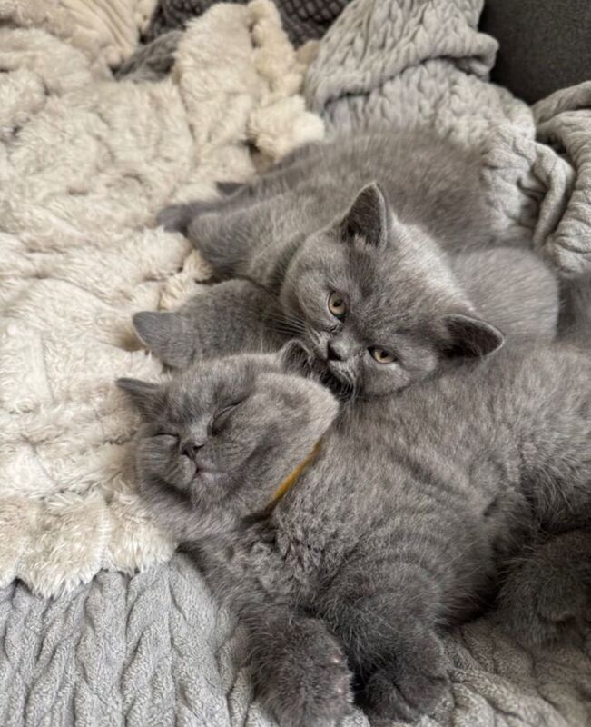 British shorthair kitten - Image 2 of 3
