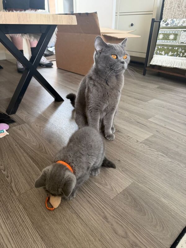 British shorthair kitten - Image 3 of 3