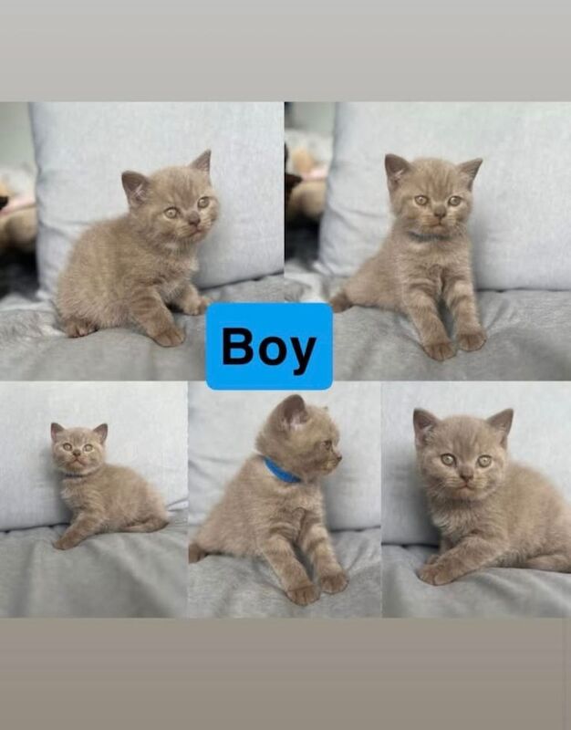 British shorthair kitten