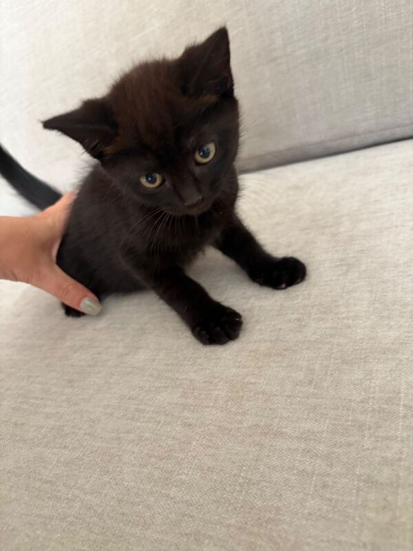 British shorthair kitten