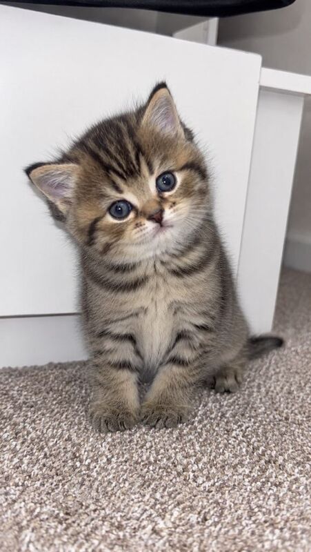 British Shorthair Kitten - Image 2 of 5