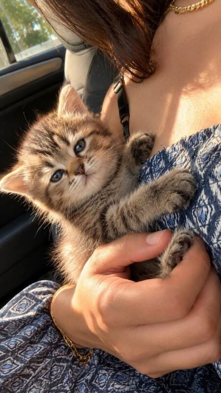British Shorthair Kitten - Image 3 of 5