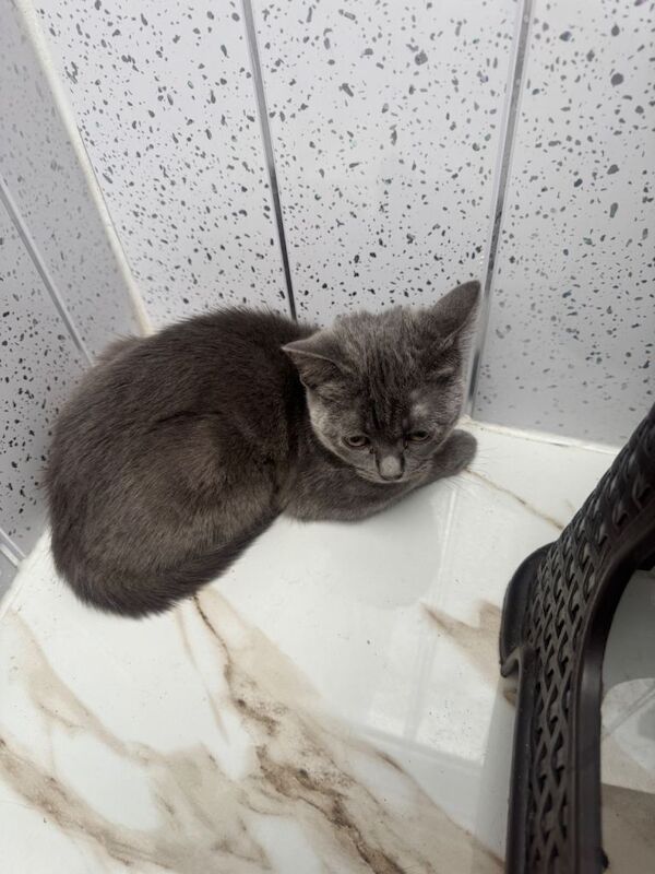 British Shorthair Kittens For Sale Under £300