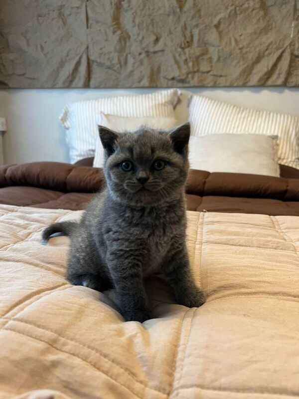 British shorthair kitten 8 weeks old