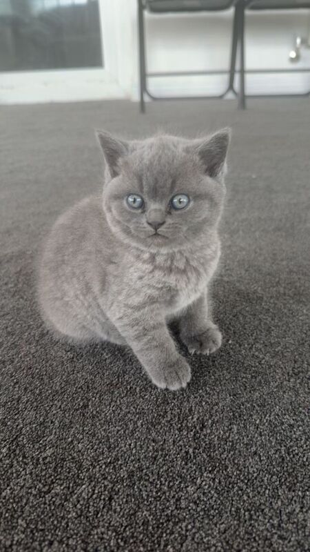 British shorthair kitten 8 weeks old - Image 2 of 3