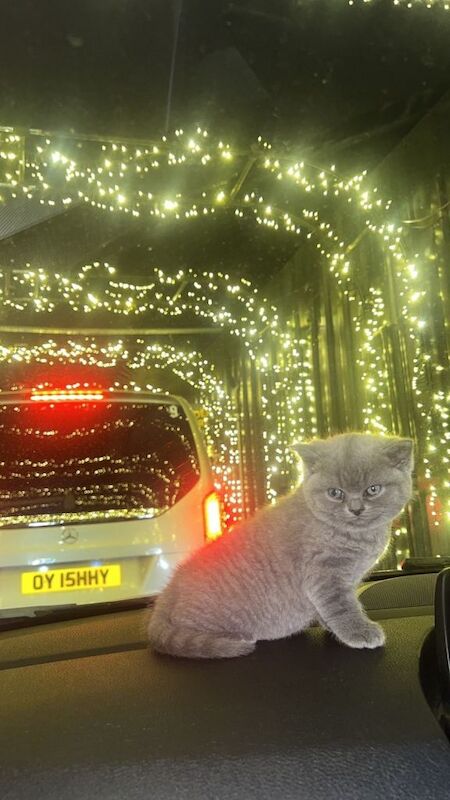 British shorthair kitten 8 weeks old - Image 3 of 3