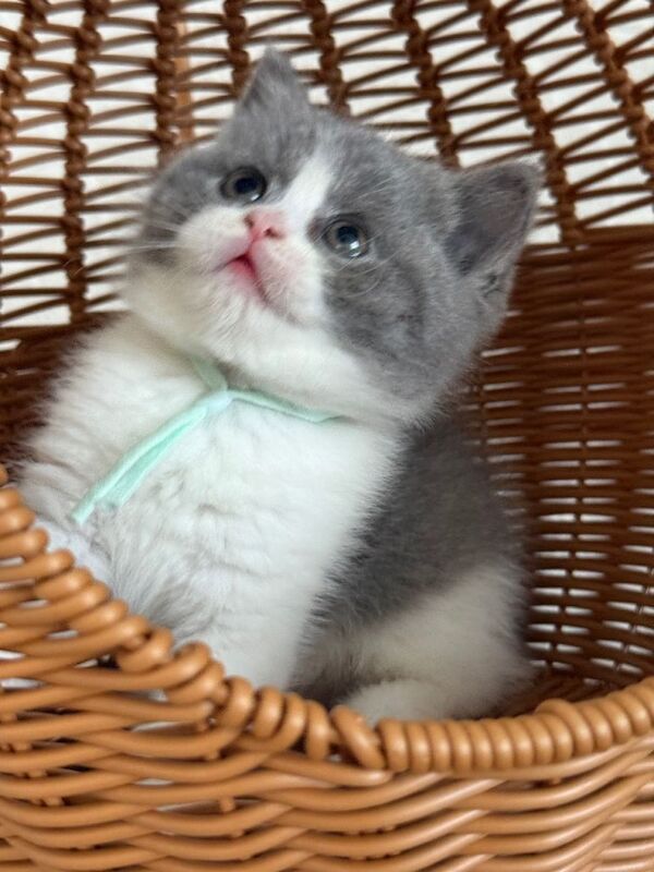 British Shorthair kitten - 8 weeks old, last kittens available