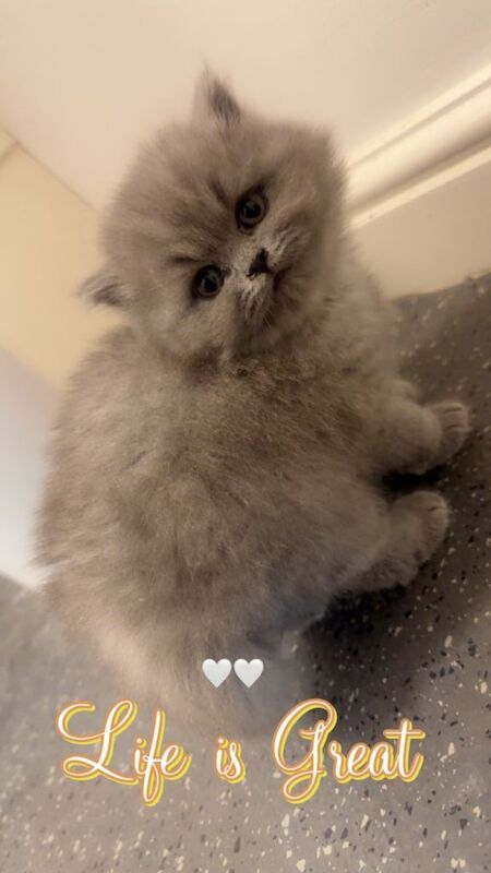 British Shorthair kittens for sale in Whitechapel, Greater London β 9 weeks old - Image 4 of 4