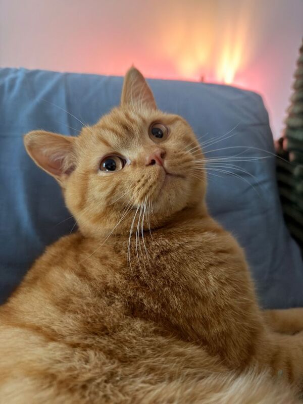 British Shorthair Kitten for rehoming - Image 3 of 3