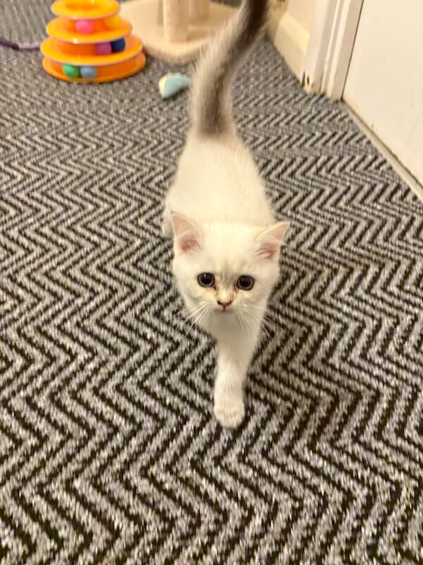British Shorthair kittens for sale in Ward End, West Midlands – 11 weeks old