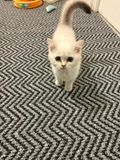 British Shorthair kittens for sale in Ward End, West Midlands – 11 weeks old - Image 2 of 2